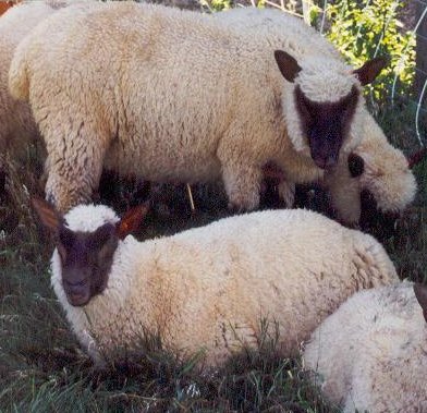 Lambs by Michele Stute