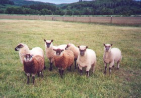 Cluns and Clun Cross Lambs by Lanette Scapillato