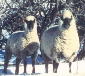 Ewes in Snow by Bets Reedy