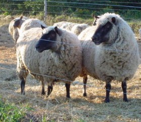 Ewes by Michele Stute