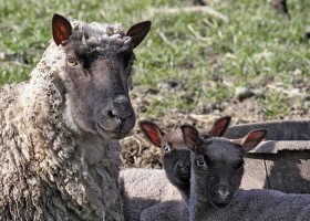 Clun Forest ewe with lambs