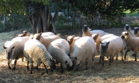 Mary Gloster's Ewes by Alan Zuschlag