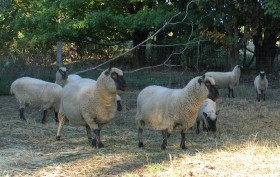 Mary Gloster's Ewes by Alan Zuschlag