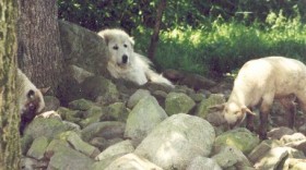 Wendy Watching by Mary Gloster