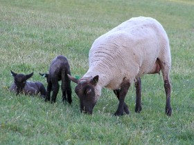 Miracle and Lambs by Mary Gloster