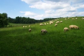 Grazing by Alan Zuschlag