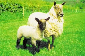 Clun Mule Ewe with Lamb by UK Blue Faced Leicester Breeders'  Assoc.