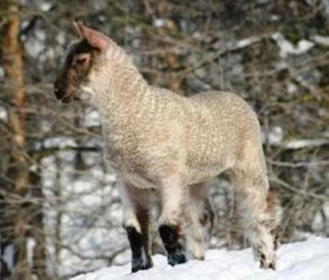 Post image for The Clun Mule