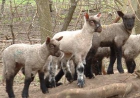 Crossbred Lambs by Joshua Seibel