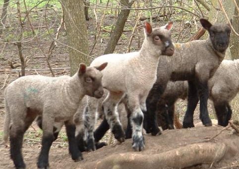 Post image for Cluns in a Cross-Breeding Program