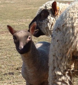 Mother & Lamb by Dawn Kundert