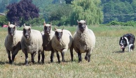 Herding 1 by Cheryl Munson