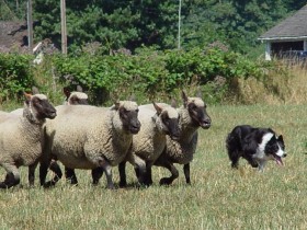 Herding 3 by Cheryl Munson