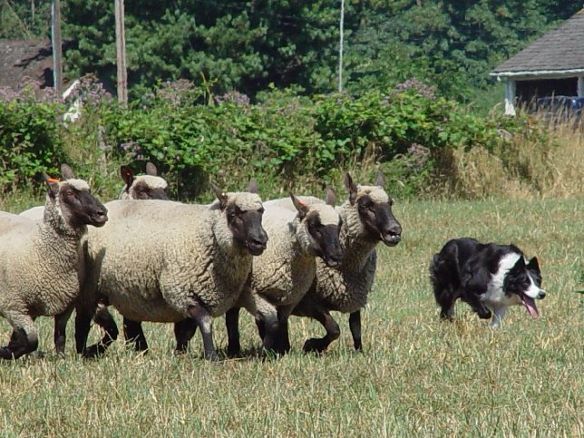 Post image for Herding with Clun Forest Sheep