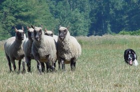Herding 4 by Cheryl Munson