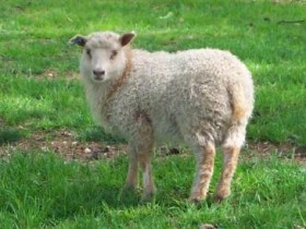 Crossbred Clun lamb by Alan Zuschlag