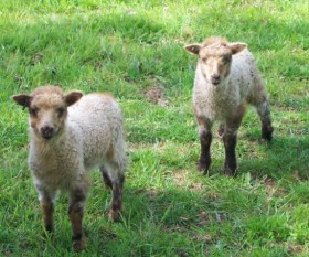 Crossbred lambs by Alan Zuschlag