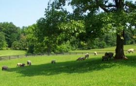 Ewe in Grass by Alan Zuschlag