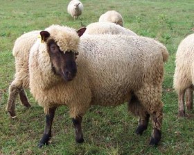 Lamb Fleece by Alan Zuschlag